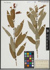 Foto von Salix rigida Muhl.